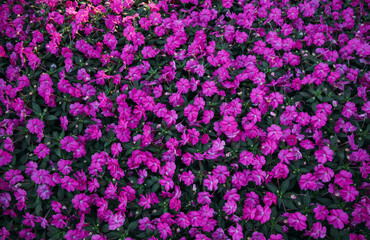 Obraz premium purple flowers