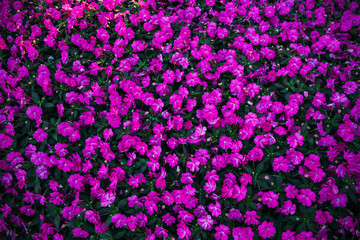 flowers background