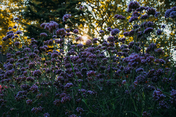 Obraz premium flowers in the garden