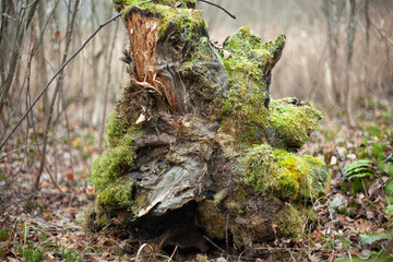 Fototapeta na wymiar Root of tree in forest. Fallen tree. Details of nature. Dry stump. Moss on trunk.