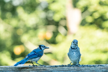 A Pair of Blue Jays on a Railing