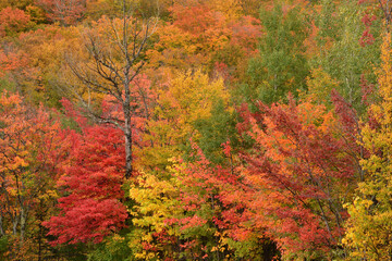 Peak fall foliage in White Mountain National Forest of New Hampshire. Vibrant autumn leaves in colorful hues of yellow, orange, and red.