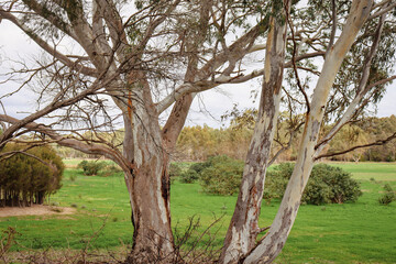 Fototapeta na wymiar eucalyptus tree trunk in rural landscape