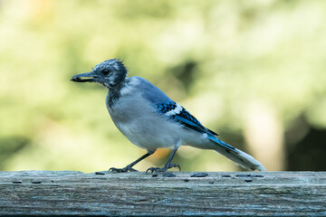 Molting Blue Jay on a Railing
