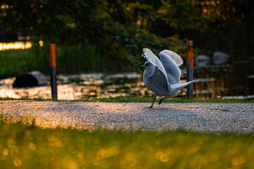 A gull landing in the park