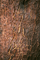 Oak bark texture