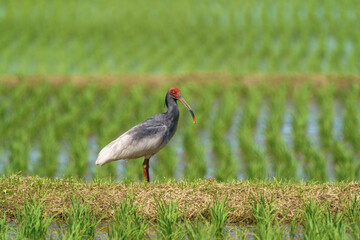 佐渡　トキの野生