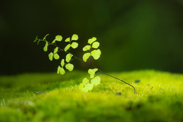 Beautiful fern, moss, and sunlight in forest of Perth, Western Australia, concept of zen, hope, and calmness