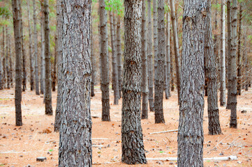 Radiata Pine Plantation - South Australia