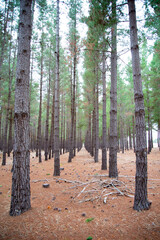 Naklejka premium Radiata Pine Plantation - South Australia