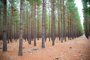 Radiata Pine Plantation - South Australia