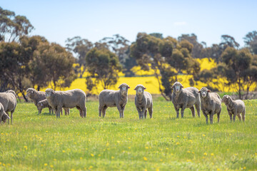 Sheep are looking at us curiously in country side of Perth, Western Australia © Hideaki