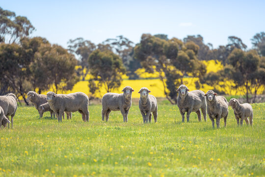 Sheep are looking at us curiously in country side of Perth, Western Australia