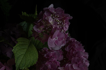 Obraz premium burgundy hydrangea flowers on a black background. Blur and selective focus. Low key photo.