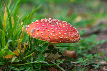 Red spotted Mushroom Toadstool in grass.