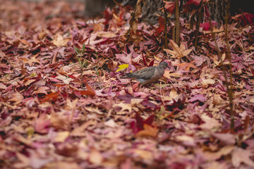 Little gray bird in the autumn forest ground with red, orange and yellow dry leaves in the day