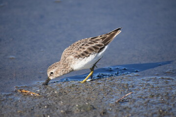 seagull on the beach