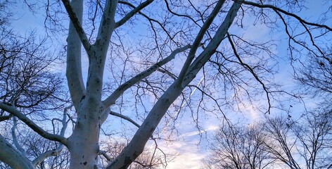 Serene April Sunset and Bare Trees