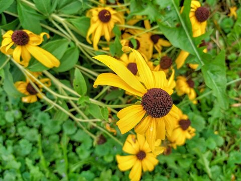 Black-Eyed Susan Flowers and Green Leaves