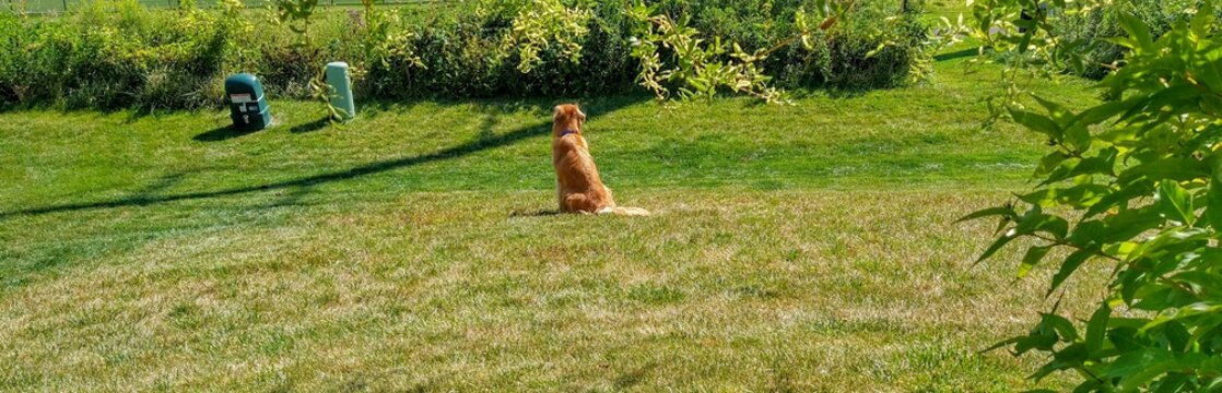 Golden Retriever Observing in Backyard