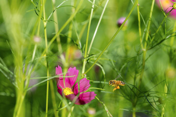 European honey bee approaching to the pink cosmos flowerhead in the sunny flower field.