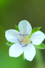 Gennoshoko (Geranium thunbergii) flower head, close up macro photograph.