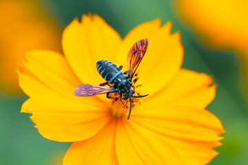 Thyreus Bee that brings happiness. Sucking honey from the orange cosmos. Close up macro photography.