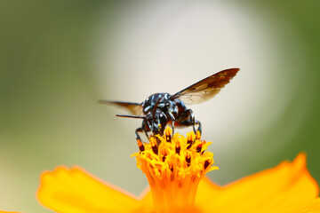 Thyreus neon cuckoo Bee that brings happiness. Sucking honey from the orange cosmos. Close up macro...