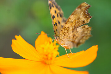 Kitateha (Polygonia c-aureum) butterfly, sucking juice from the Orange cosmos flowerhead. Close up macro photograph.