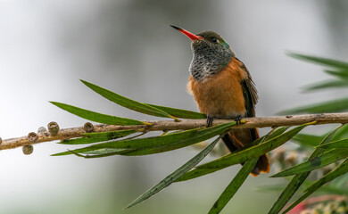 hummingbird on a branch in the forest