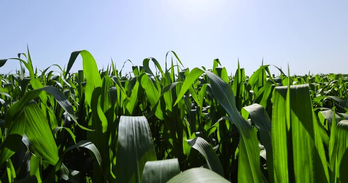 Green corn bushes in the field, growing corn in the field in the summer season