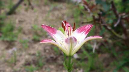 えーと…これはユリかな??