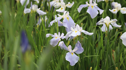 あやめ撮りまくり