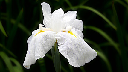 あやめ撮り撮り