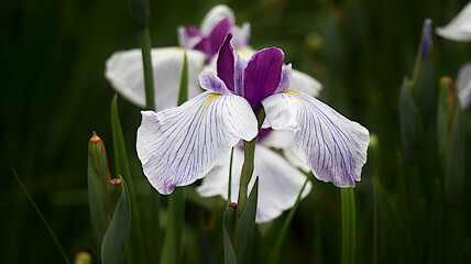 花芯まで奥行きのある花の撮り方がムズイ