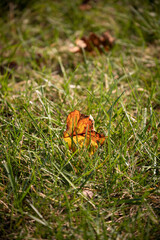 Fallen leaf on the lawn