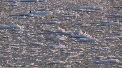 Fototapeta premium Solitary gentoo penguin (Pygoscelis papua) on an iceberg floating in Cierva Cove, Antarctica