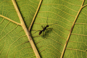 A large black ant came out in the morning for food on the bright green leaves.