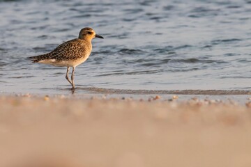 Closeup of a bird on the beach. Pacific golden plover on the beach. Pluvialis fulva. Beautiful bird. Brown bird, water, Sandy beach.