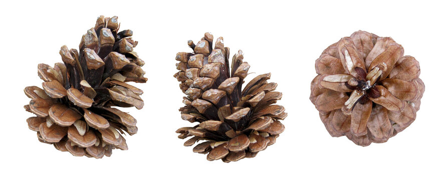 Photo of pine cone clippings	