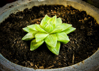 succulent pot, soil, fertilizer, plant