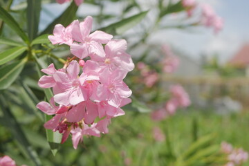 Nerium Oleander. Bright Pink Poisonous Tropical Flower. Beautiful Pink Flower