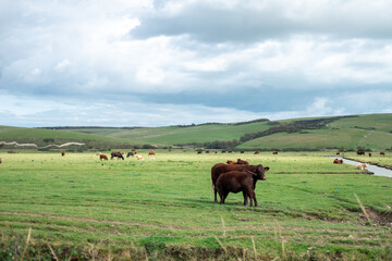 Fototapeta na wymiar Herd of Cow on the field, near Seven Sisters Cliffs, the National park in East Sussex, England