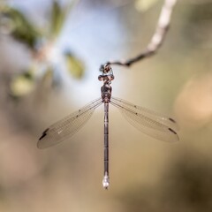 Nature Wildlife
