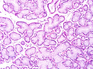 Histology of human tissue, show  epithelial tissue and connective tissue with microscope view  from laboratory (not Illustration Designation)