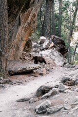 Yosemite National Park California