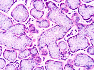 Histology of human tissue, show  epithelial tissue and connective tissue with microscope view  from laboratory (not Illustration Designation)