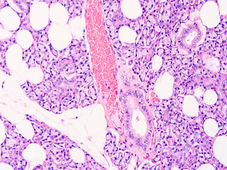 Histology of human tissue, show  epithelial tissue and connective tissue with microscope view  from laboratory (not Illustration Designation)