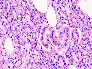 Histology of human tissue, show  epithelial tissue and connective tissue with microscope view  from laboratory (not Illustration Designation)
