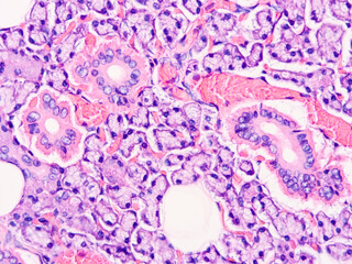 Histology of human tissue, show  epithelial tissue and connective tissue with microscope view  from laboratory (not Illustration Designation)